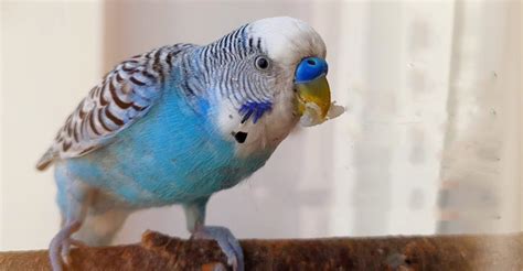 Unraveling the Enigma of Budgie Birds' Behavior