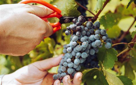 Unraveling the Enigma of Grape Harvesting