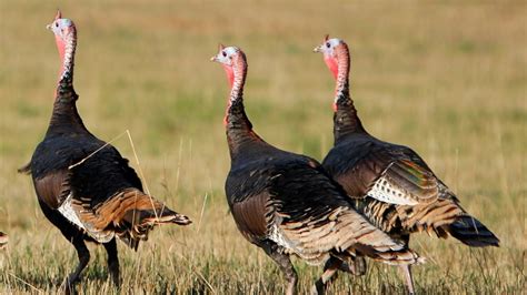 Unraveling the Enigma of the Herd of Free Roaming Turkeys in the Grandiose Peaks