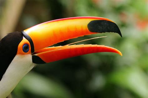 Unraveling the Enigma of the Toucan's Beak: Practicality and Adaptation