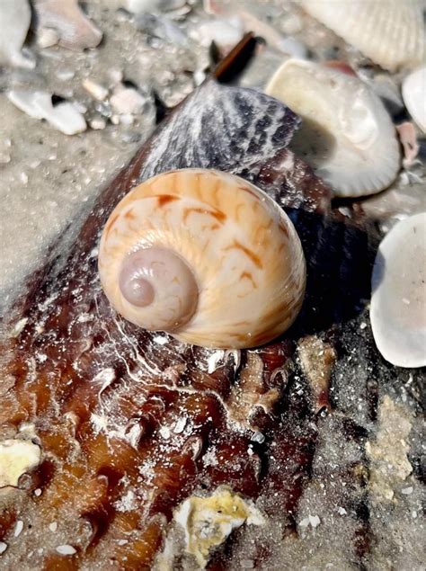 Unraveling the Enigmas of Snail Shells: Nature's Masterpiece