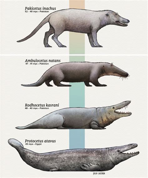 Unraveling the Evolution and Adaptations of Prehistoric Whales