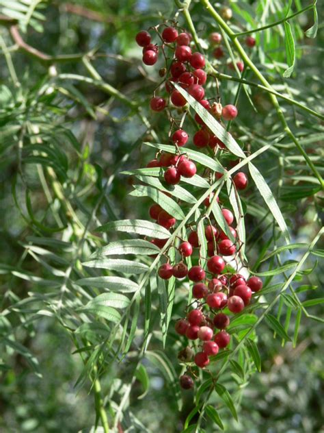 Unraveling the Historical Significance of Pepper Trees