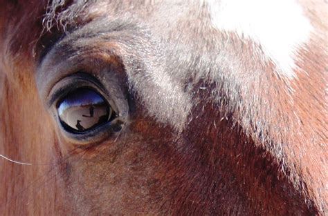 Unraveling the Influence of Equine Remains Vision on Our Everyday Experiences