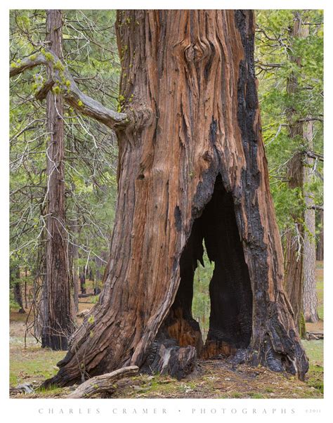 Unraveling the Intricacies of Hollow Tree Formation