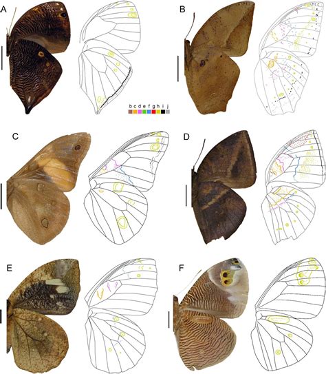 Unraveling the Intricate Patterns: Exploring the Wings of a Butterfly