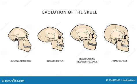 Unraveling the Intriguing Evolution of Skull Acquisition