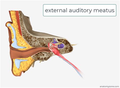 Unraveling the Meaning Behind Creepy Crawlies Inside the Auditory Canal