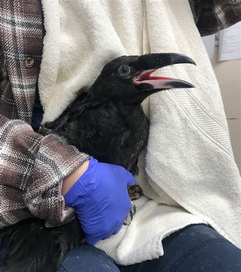 Unraveling the Meaning Behind a Vision of an Injured Raven