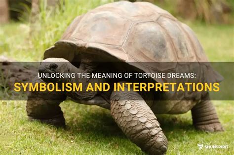 Unraveling the Message: Decoding the Symbolism of Infant Tortoises in Dreams