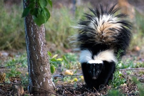 Unraveling the Misconceptions and Apprehensions: Exploring Tamed Skunks