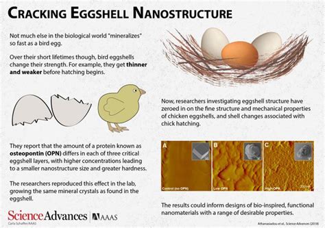 Unraveling the Mysteries of Gigantic Eggshell Structures