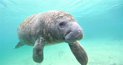 Unraveling the Mystery: Exploring the Fascinating Lives of Sea Cows