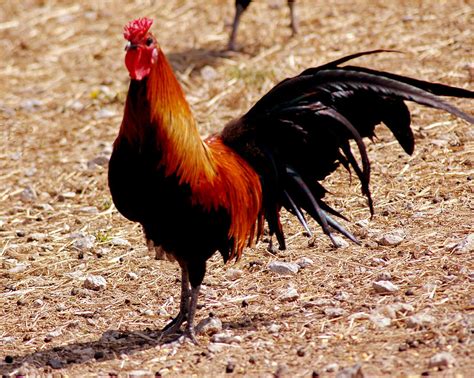 Unraveling the Mystery of Rooster Cock-a-doodle-doo: Exploring the Scientific Enigma Behind their Sound