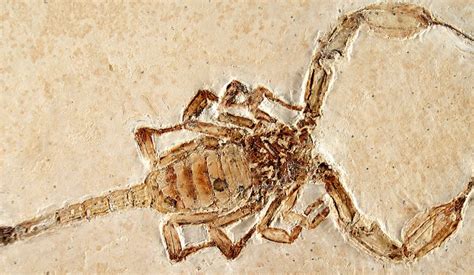 Unraveling the Origins: The Evolutionary Journey of the Mysterious Scorpion