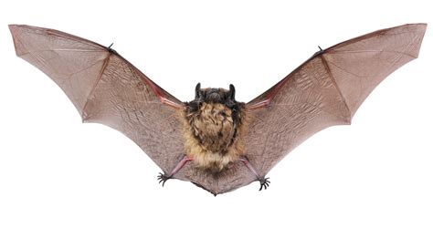 Unraveling the Possible Significance of a Bat Alighting Upon You in a Reverie