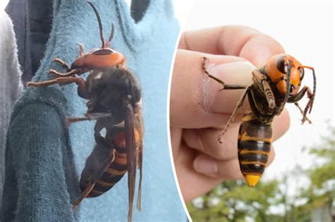 Unraveling the Profound Anxiety Linked with Envisioning Enormous Hornets