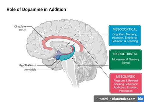 Unraveling the Science: Neurochemical Benefits of Embracing