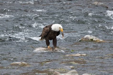 Unraveling the Secrets of Bald Eagles' Diet: What Do They Really Eat?