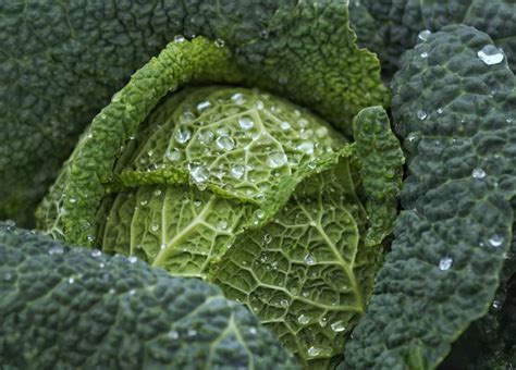 Unraveling the Significance Behind Vegetables in Dreams