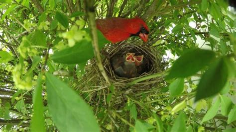 Unraveling the Significance of Discovering a Nest Housing Young Cardinals