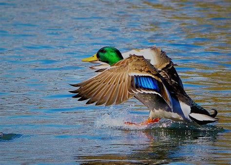 Unraveling the Significance of Mallards in Aquatic Reveries