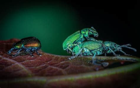 Unraveling the Significance of a Majestic Beetle Reverie