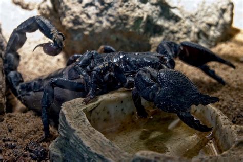 Unraveling the Significance of a Miniature Scorpion within Dreamscapes