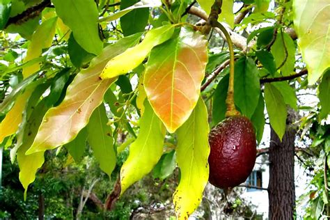 Unraveling the Significance of a Perfectly Mature Avocado