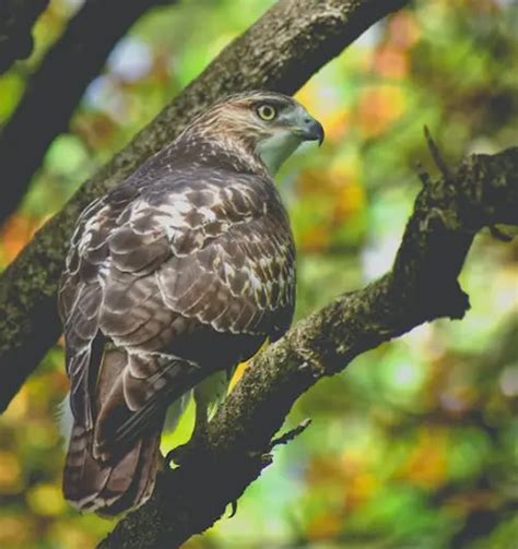 Unraveling the Spiritual Significance of a Chestnut Falcon in Dreams