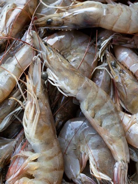 Unraveling the Spiritual and Cultural Significance of Prawns in Dreams