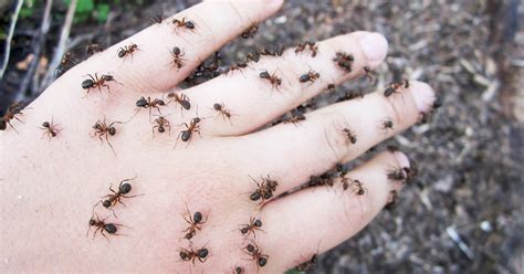 Unraveling the Subconscious Associations with Ants and Biting