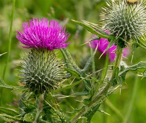 Unraveling the Symbolic Significance of Transforming into a Prickly Desert Plant in Dreams