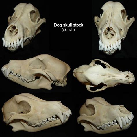 Unraveling the Symbolism and Importance of Canine Craniums