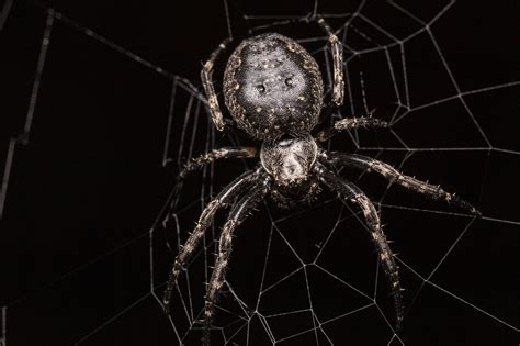 Unraveling the Symbolism of Arachnids in Oneiric Visions