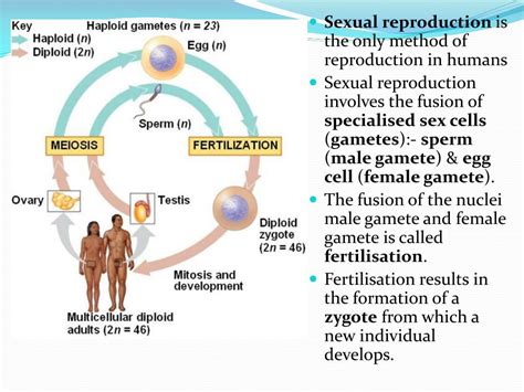 Unraveling the Symbolism of Reproduction: Delving into the Significance of Sperm and Eggs