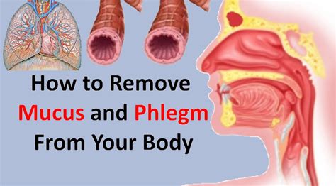 Unraveling the Triggers and Origins of Excessive Mucus Accumulation in the Oral Cavity