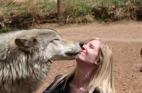 Untangling the Complexity of Wolf-Human Interactions