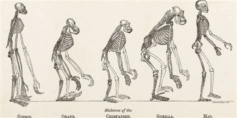 Unveiling Human Evolution through Skeletal Examination