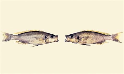 Unveiling Mysteries: The Evolutionary History of Peculiar Fish and Their Relatives