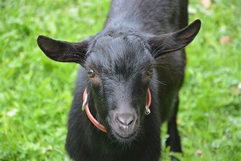 Unveiling the Alluring Nature of Dark Young Goats in Diverse Cultures