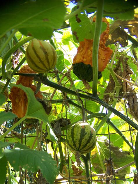 Unveiling the Ancient Meanings Behind the Enigmatic Foliage of Gourd Vines