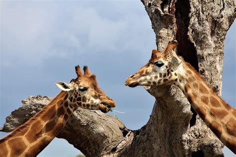 Unveiling the Astonishing Physical Characteristics of Giraffes