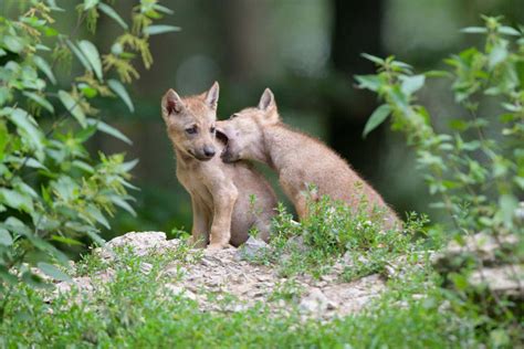 Unveiling the Bond: Exploring the Relationship between Wolf Cubs and Inner Strength