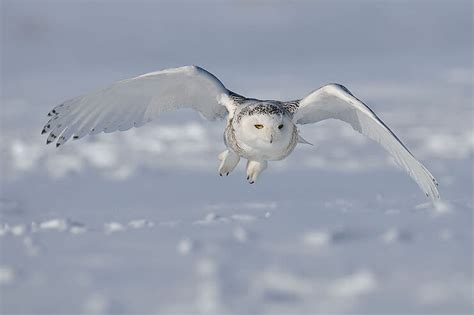 Unveiling the Bravery and Versatility of the Majestic Snowy Owl