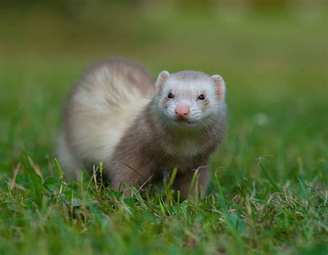 Unveiling the Charm: The Endearing Appeal of Chestnut-Colored Ferrets