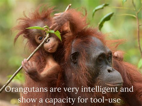 Unveiling the Cognitive Capacities of Mighty Orangutans