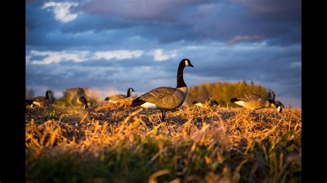 Unveiling the Connection: Exploring how Dreams of a Pale Waterfowl Correspond to Personal Evolution