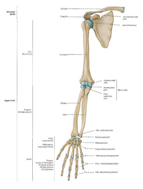 Unveiling the Connection Between Arm Bones and Physical & Emotional Strength