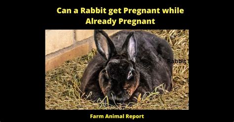 Unveiling the Connection Between Fertility and the Symbolism of Expectant Rabbits